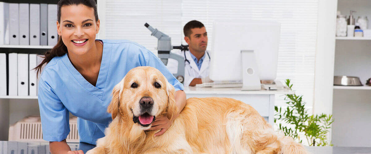 VETERINARY HEALTH CARE ASSISTANT