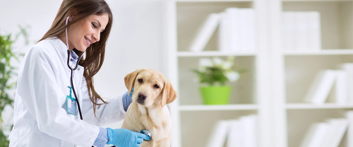 Veterinary Health Care Assistant.webp